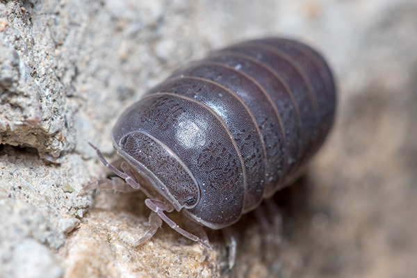 pill bug up close