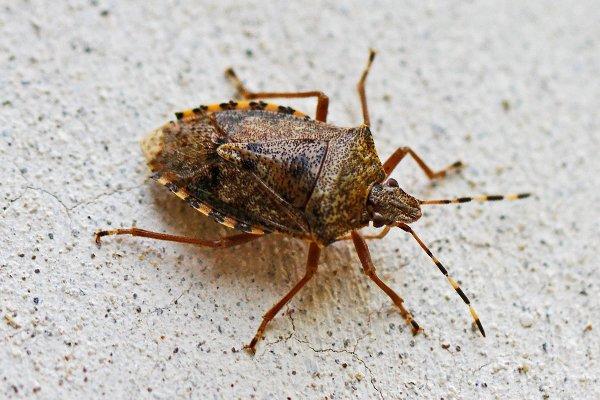 different kinds of stink bugs