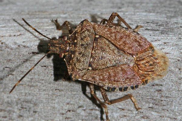 stink bug on a home