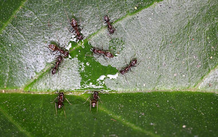 Ants Invade Homes & Businesses While Looking For Food several ants on a plant leaf outside of a home in valencia california