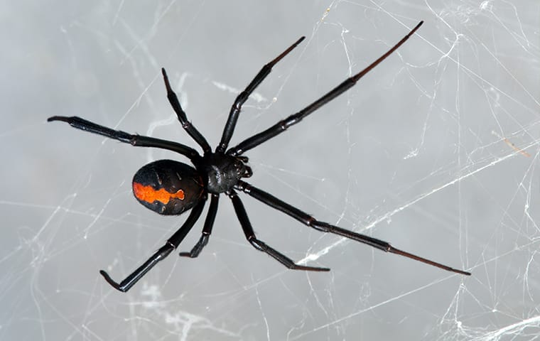 Learn More About Santa Clarita's Venomous Spiders black widow spider on a web in santa clarita