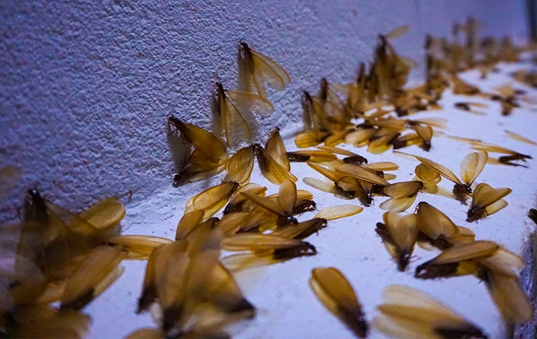 Prevent Summertime Termite Swarmers This Season termite swarmers on the exterior wall of a santa clarita home