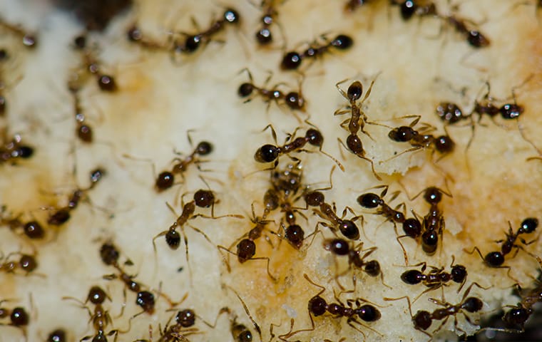 Helpful Ant Prevention Tips For Santa Clarita Homeowners little black ants in a santa clarita home