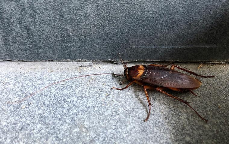 Avoid Cockroach Contamination With Our Service a cockroach crawling in the basement of a home in castaic california