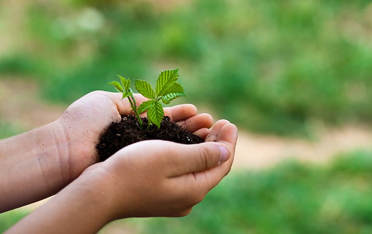 We Offer Services That Are Safe For The Environment close up of a persons hands holding soil with a small plant in santa clarita california