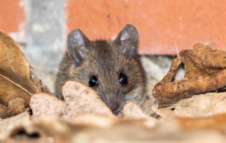 Rodents Create Problems With Their Excrement & Chewing a mouse in a pile of leaves outside of a home in valencia california