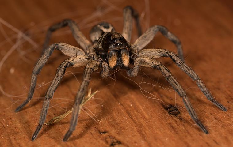 Spiders Invade Properties In Order To Hunt Insects a large spider crawling on a dining room floor in santa clarita california