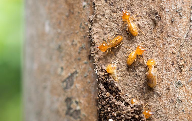 Termites Destroy Wooden Structural Components several termites crawling on damaged wood at a home in santa clarita california