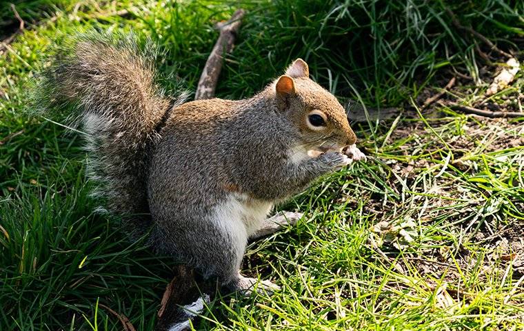 a gray squirrel sitting in the grass