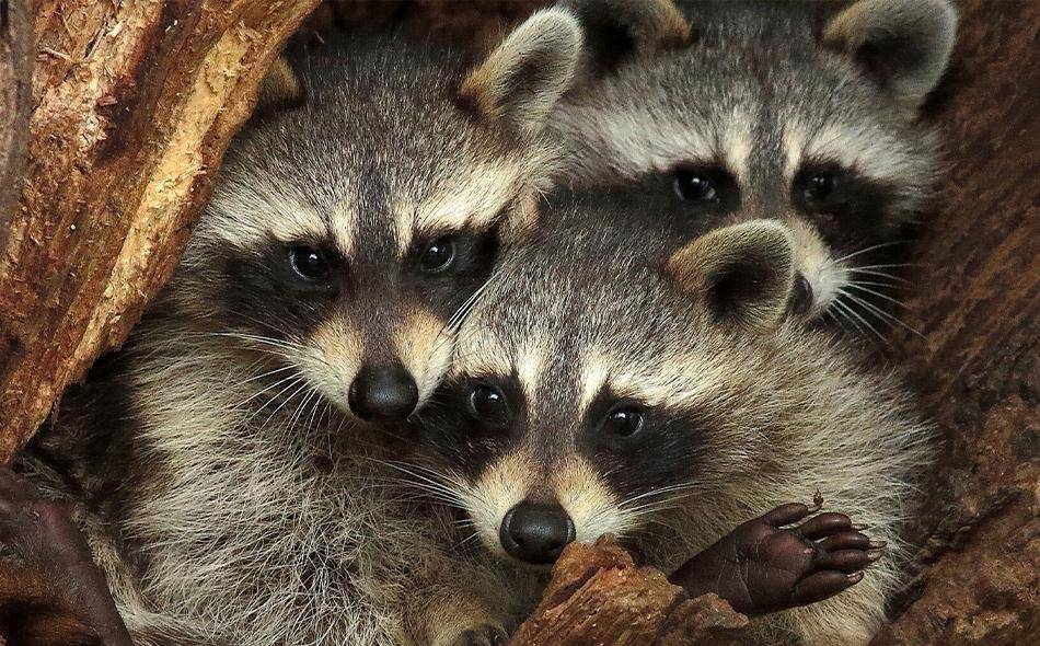 raccoons in a tree trunk