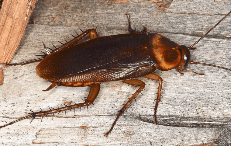 american cockroach in roanoke va home