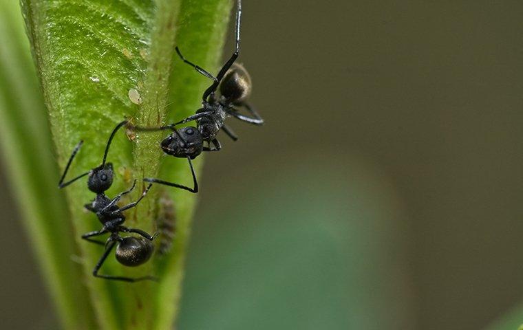 ants crawling on leaf outside roanoke va home