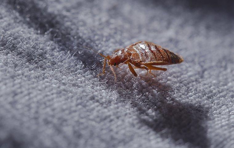 bed bug crawling on a bed of home in roanoke
