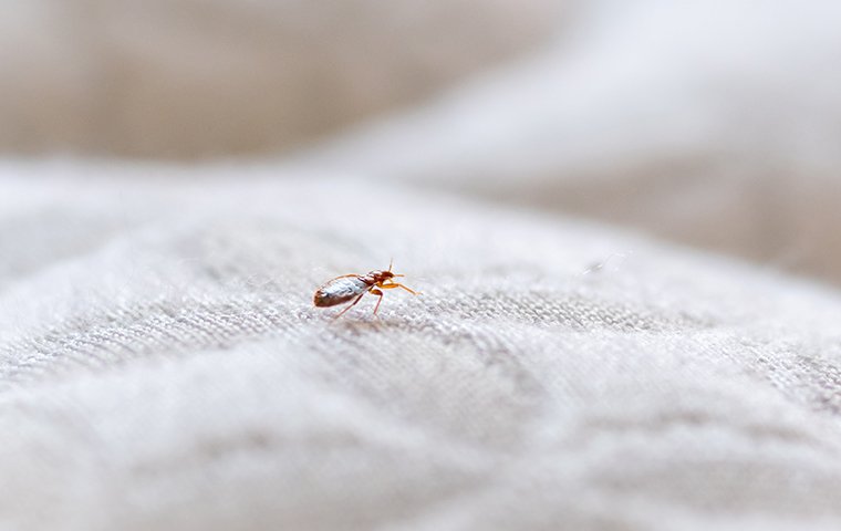bed bug crawling on mattress in roanoke va home