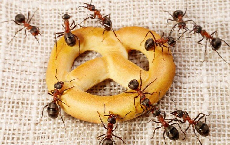 ants eating a pretzel