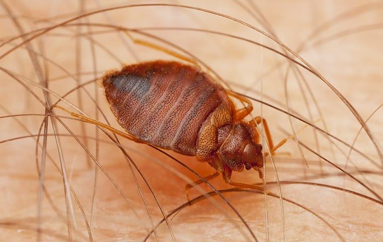 https://cdn.branchcms.com/LE72PPa2yx-1337/images/blog/bed-bug-identification-roanoke.jpg