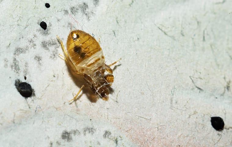 a bed bug on white sheets