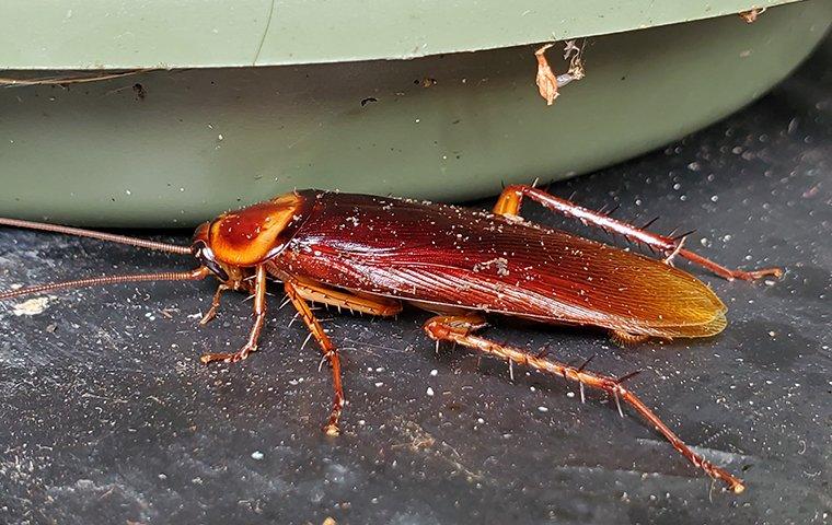 close up of american cockroach in basement