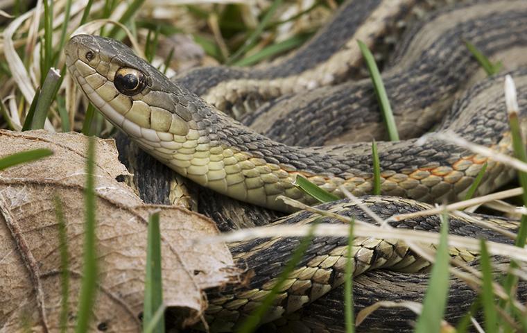 garter snake in grass