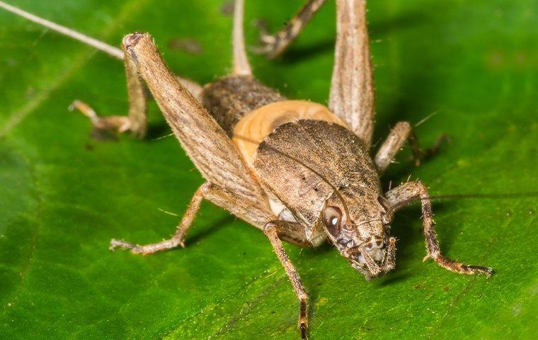 an up close image of a field cricket sitting on a leaf