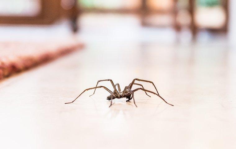 a house spider crawling on a living room floor