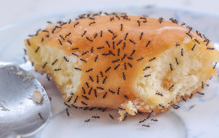 ants on a donut