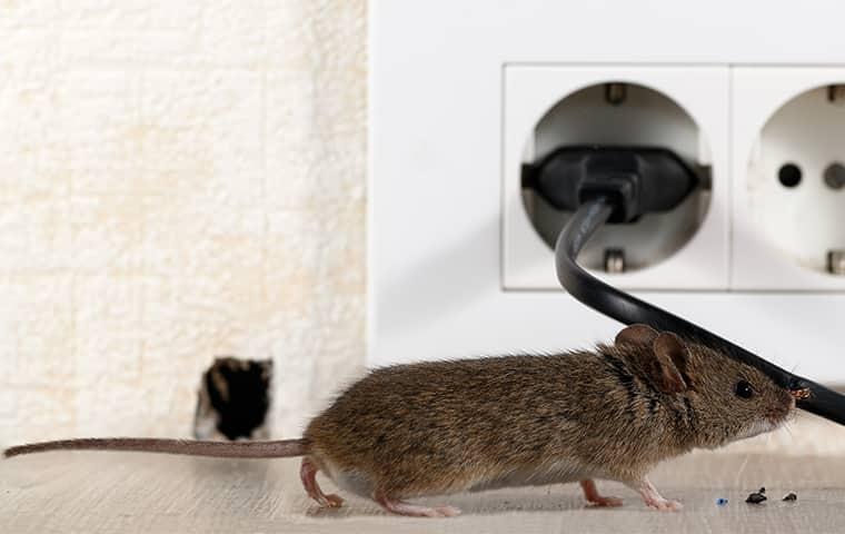 small mouse near electrical outlet