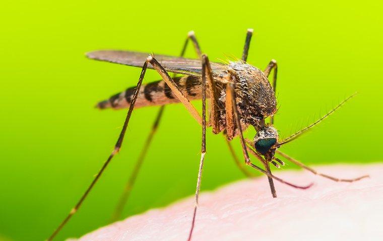 mosquito biting on human skin