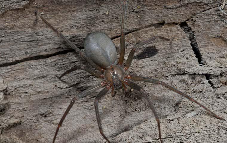 a brown recluse spider outside a home