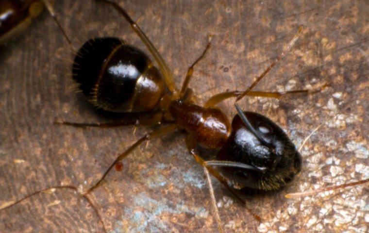 close up of odorous house ant