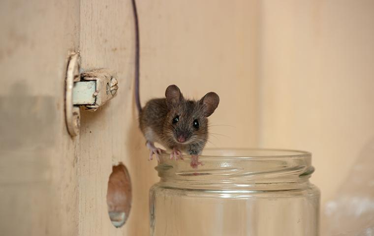 A mouse on a jar
