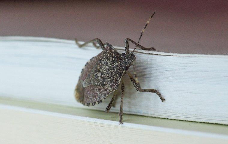 a stink bug crawling on the side of a house
