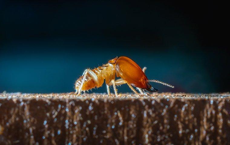a termite crawling on wood in a home
