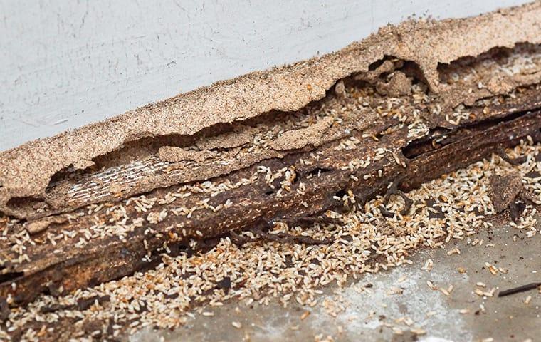 many termites damaging wood at a home in roanoke virginia