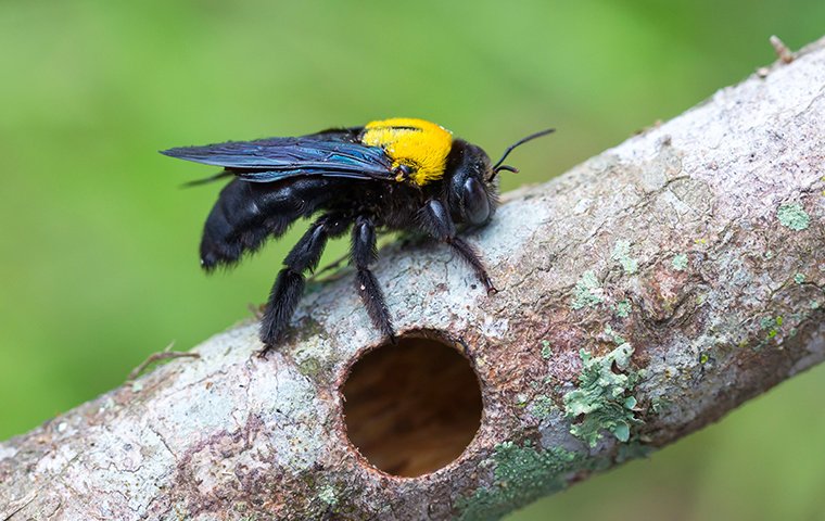 carpenter bee on tree branch in roanoke va
