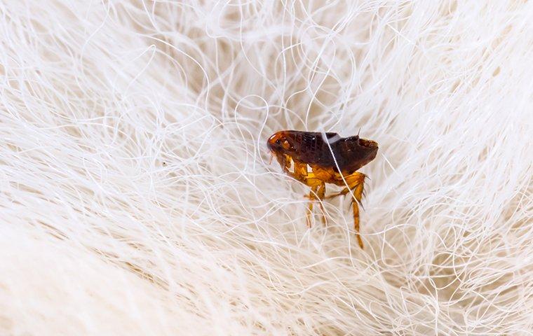 flea biting dog in roanoke va