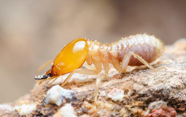 close up of a termite