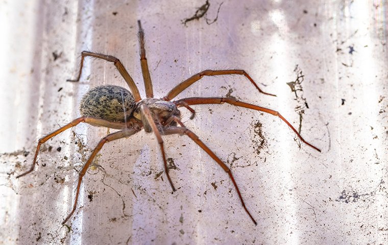 common house spider