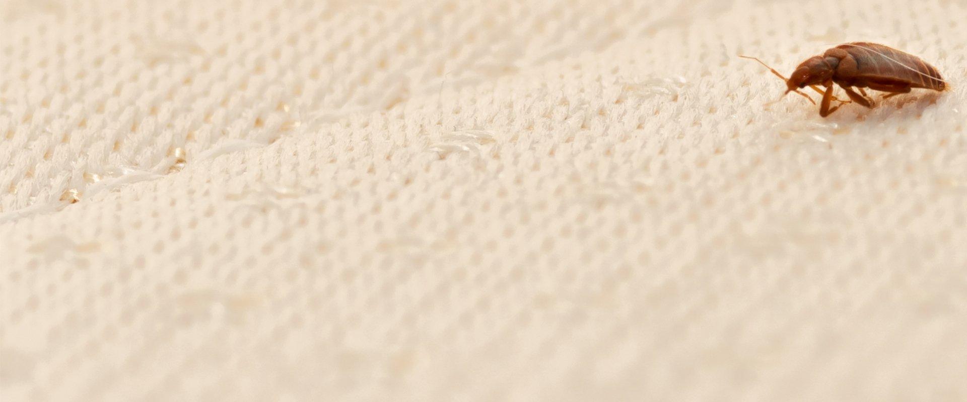 bed bug crawling across bed in roanoke va