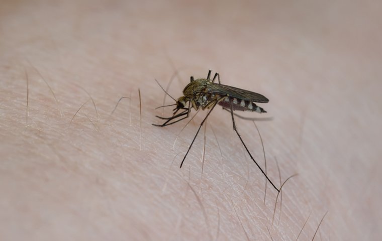 biting mosquito on person in roanoke va