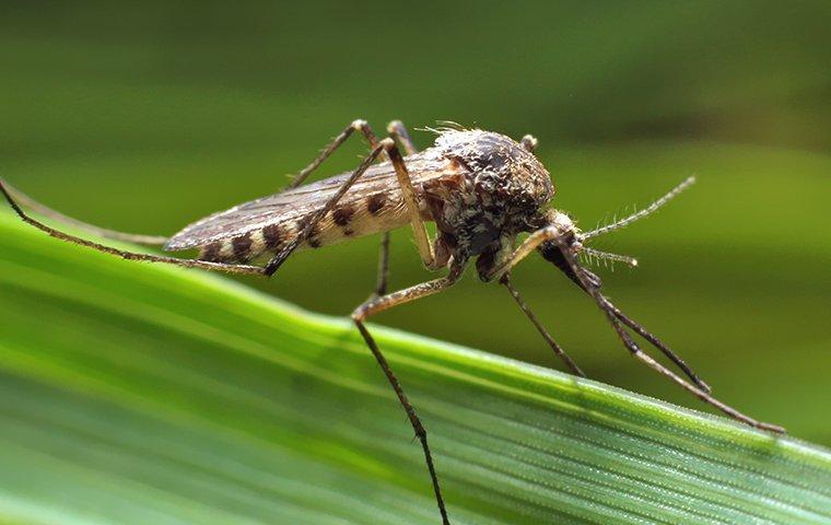 a mosquito that landed on a blade of grass