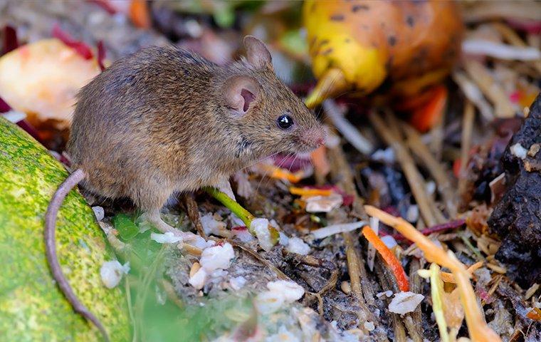 mouse foraging in roanoke va yard