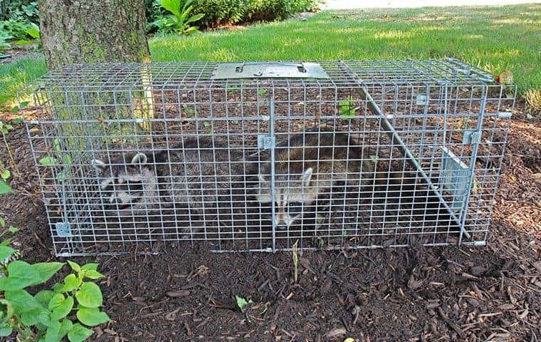 Wildlife Exclusion Services - AAAC Wildlife Removal of Roanoke