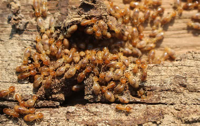 termites feeding on wood in roanoke va