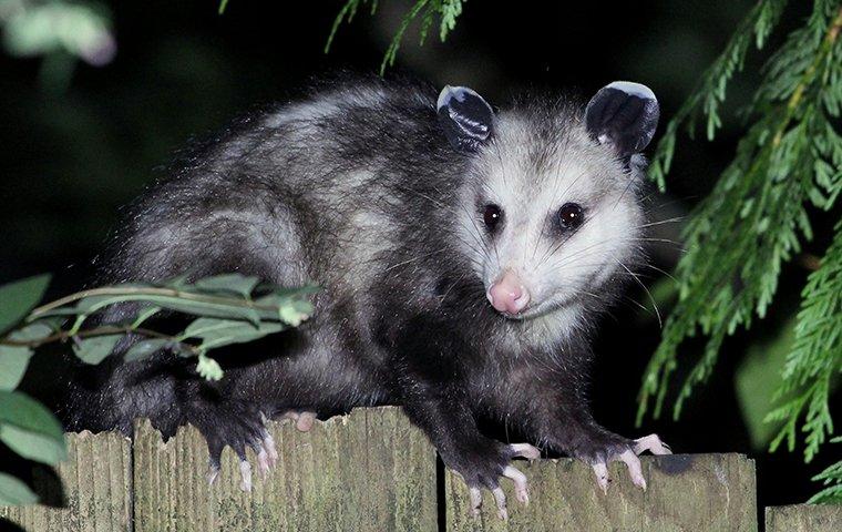 possum sitting on fence of roanoke va property