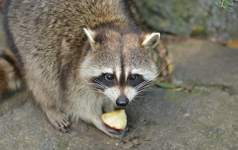 raccoon eating fruit on roanoke va property