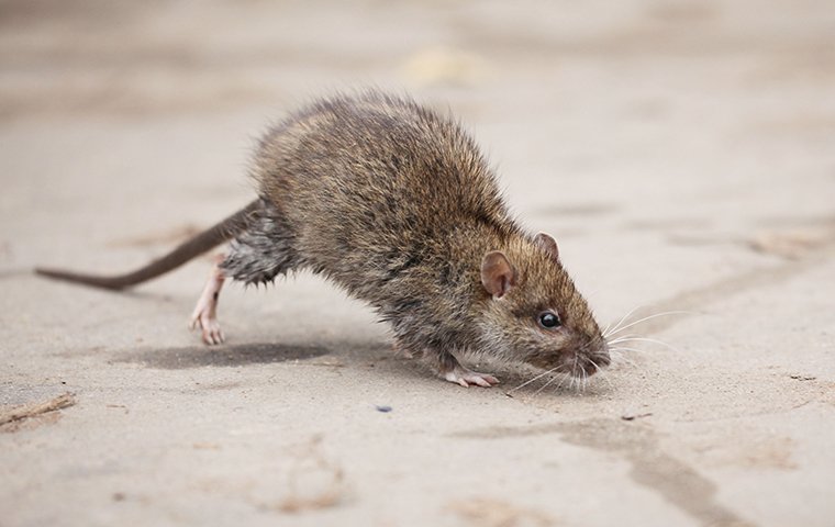 House Mouse Identification, Habits & Behavior