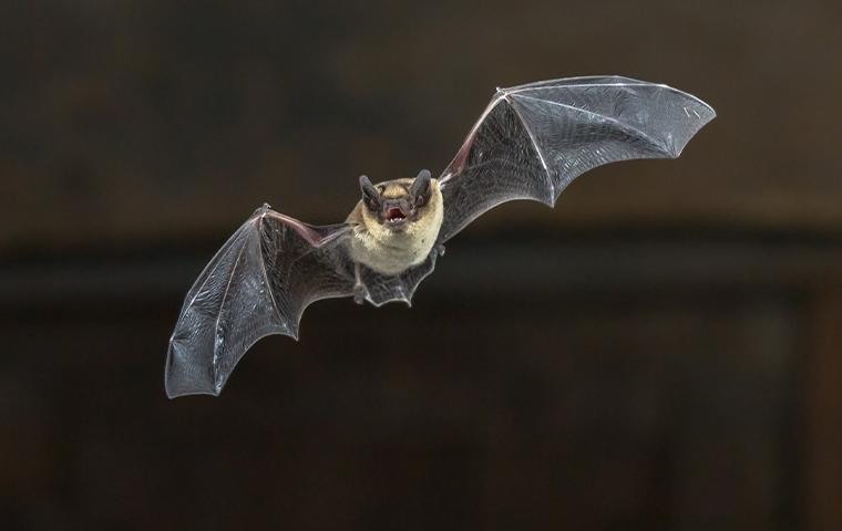 little brown bat flying