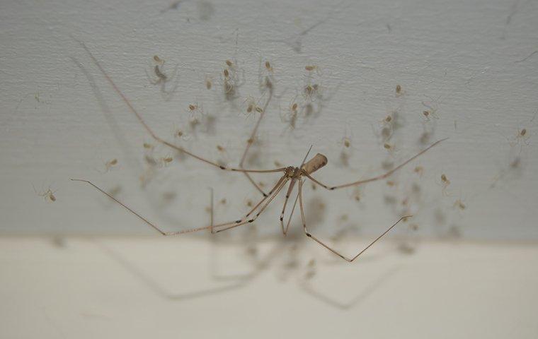 spider web in corner of roanoke va home