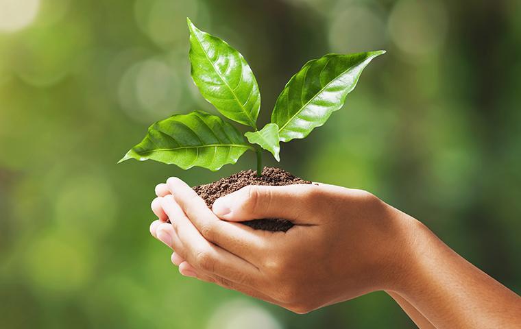 hands holding a mound of dirt with a leaf sprouting out of it